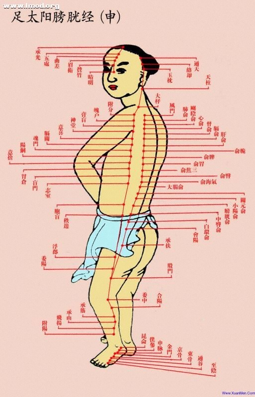 道家彩色经络图-申-足太阳膀胱经.jpg