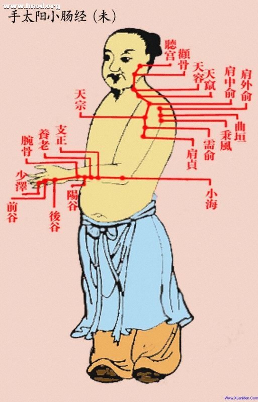 道家彩色经络图-未-手太阳小肠经.jpg