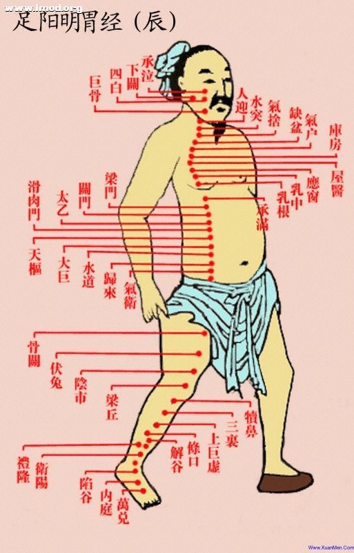 道家彩色经络图-辰-足阳明胃经.jpg