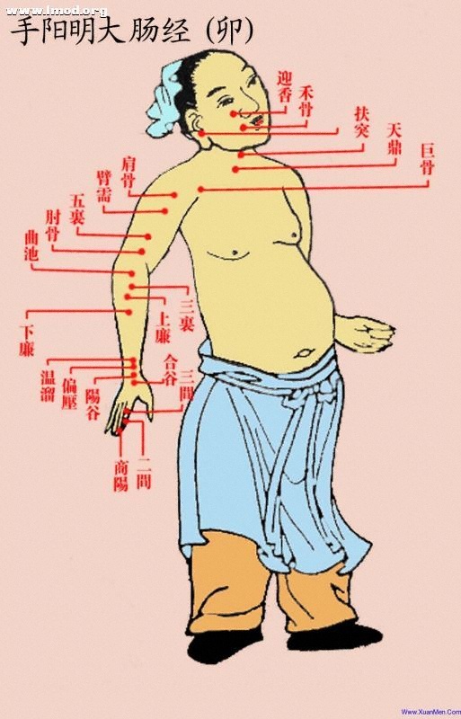 道家彩色经络图-卯-手阳明大肠经.jpg