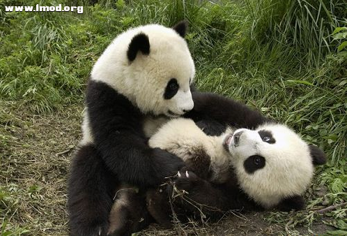 你这是要 肿样么