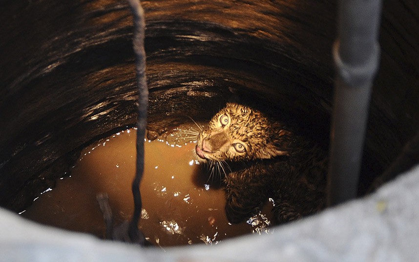 印度高哈蒂的一座寺庙，一头花豹被困在井里。野生动物管理人员使用麻醉枪对这头花豹进行麻醉，而后将其从井 ...