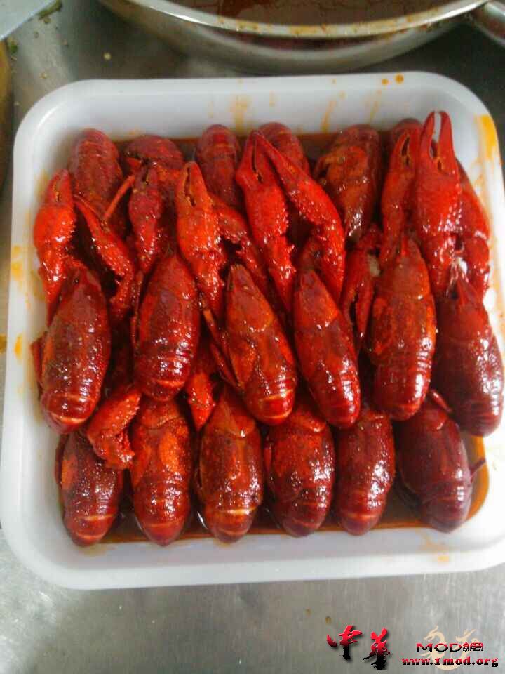 极品母龙虾